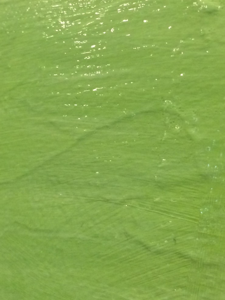 a close up of leaf green brushstrokes